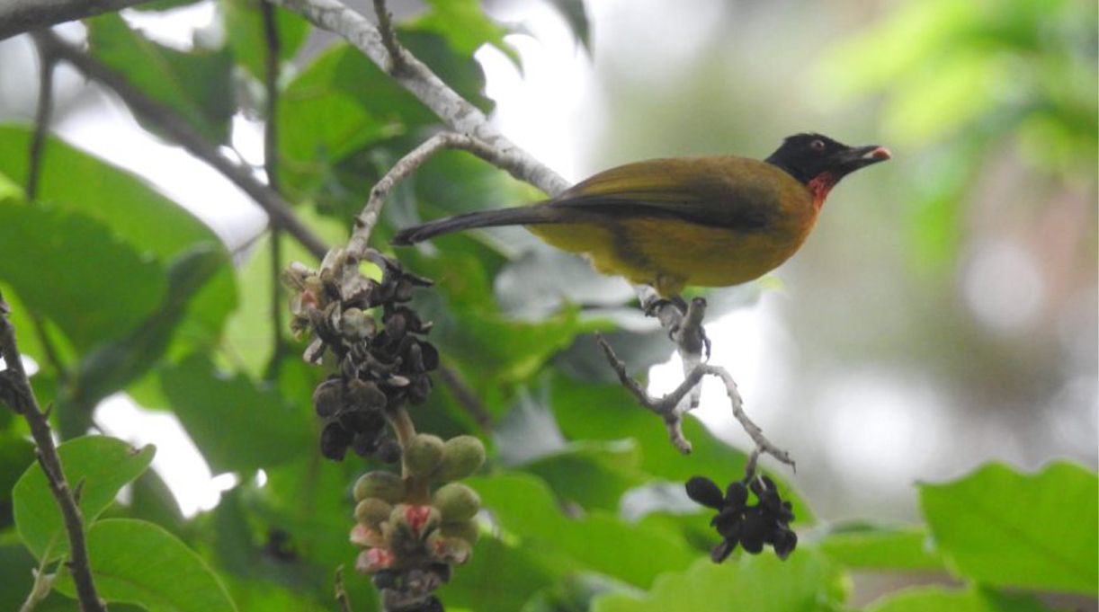 BURUNG